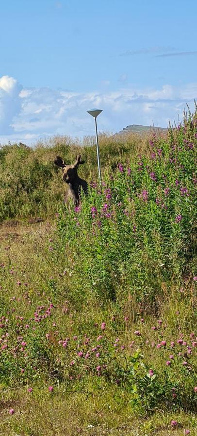 Solheim Guesthouse Dverberg Eksteriør billede